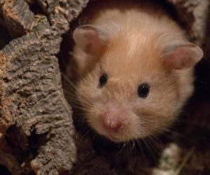 10 choses à savoir avant d’adopter un hamster