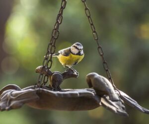 L’observation des oiseaux au jardin