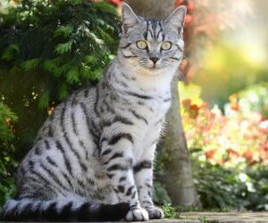 Le Mau égyptien, un chat pharaonique